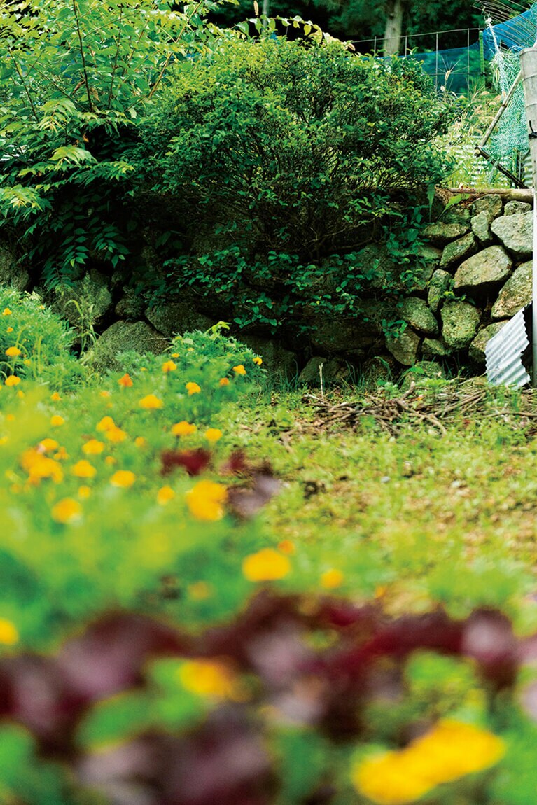 石垣に生える、移住のきっかけになった在来種の木。挿し木して増やす試みは、まだ成功せず実験中。