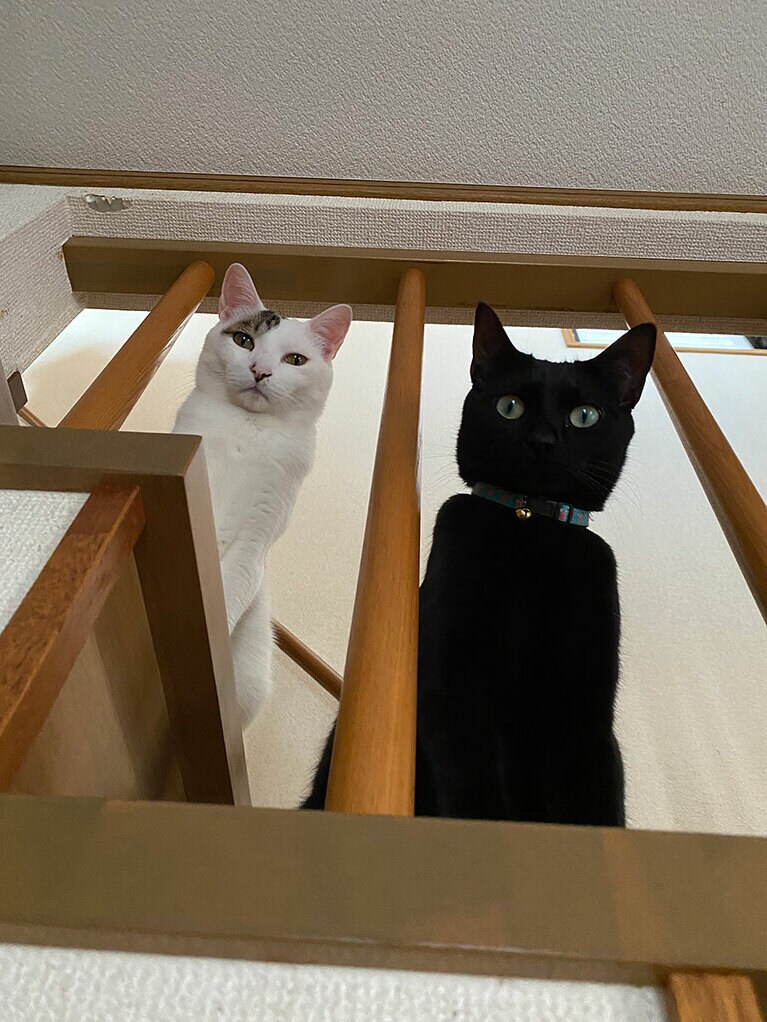 てんてん オス 7歳。とても優しいてんてん。ルークが2年前に来た時はお母さんと離れて寂しがるルークにおっぱいもあげるほど、母性、父性、を発揮して今ではすっかりいいお兄ちゃんです（エミさん）。