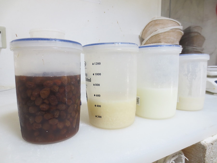 自家製酵母。左から、レーズン、麹、ヨーグルト、ルヴァン。