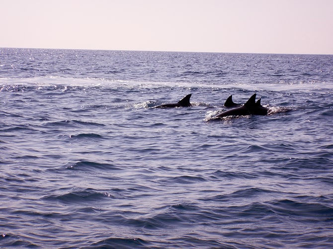 ドルフィンウォッチングツアーも人気。