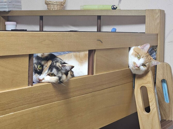 「猫はいたずらしようと思ってしてんじゃねぇから」(益子さん)