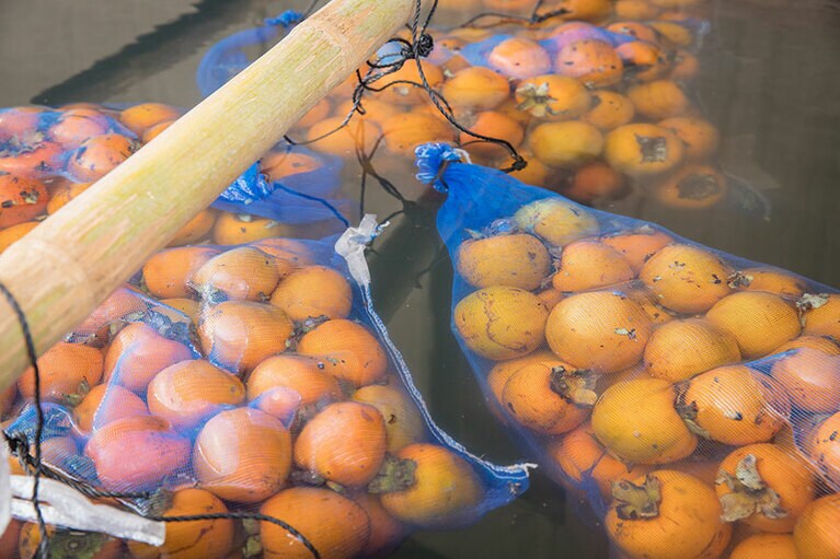 【鹿児島県】紫尾温泉。