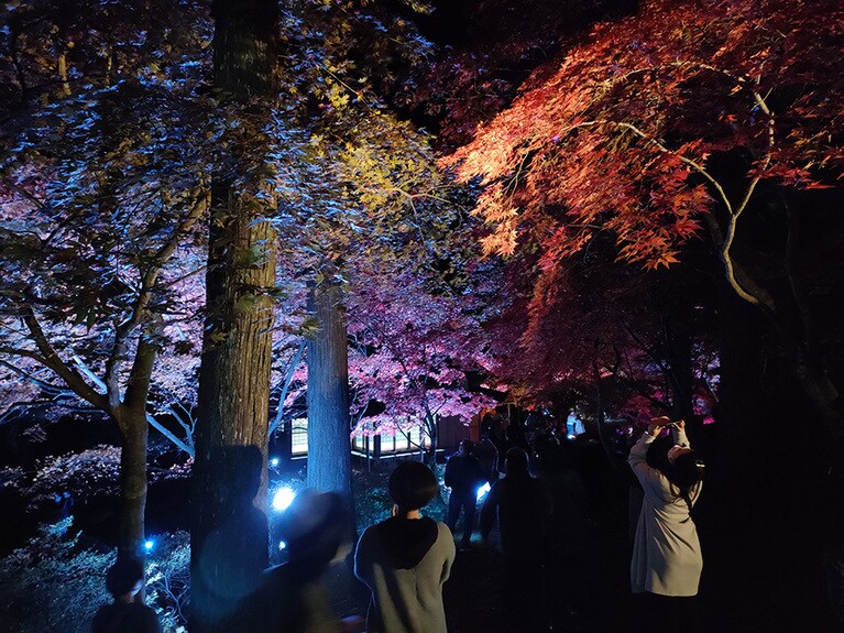 道の駅なんごう「カッコーの森エコーランド」の紅葉。