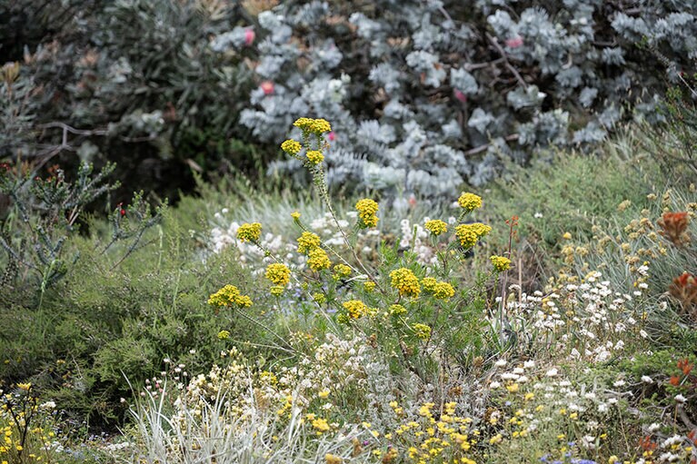 キングスパーク。