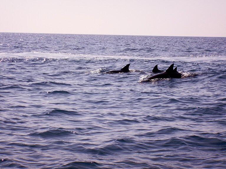 ドルフィンウォッチングツアーも人気。