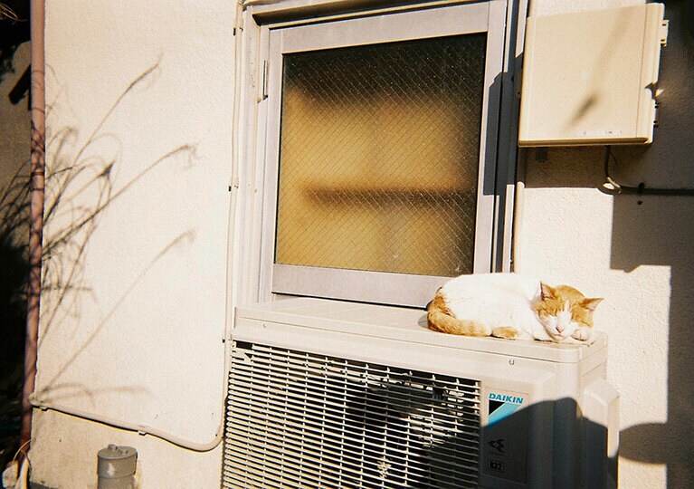 田中さん撮影の地域猫。