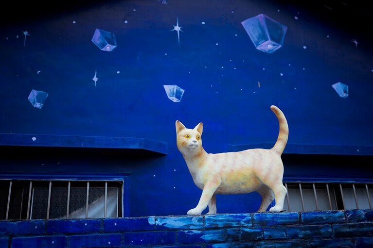 虎尾で撮影した1枚。こんな幻想的な場所に猫が?!