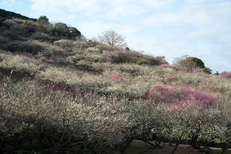 《早春の絶景散歩》紅白の梅の先には瀬戸内海、園内には古墳も！西日本随一の梅の名所「綾部山梅林」へ【兵庫県】