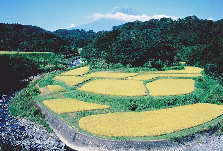 竹之下の棚田／静岡県