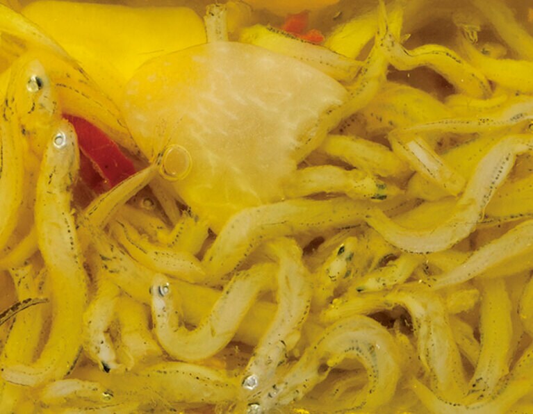 今市水産の「しらチョビ」。