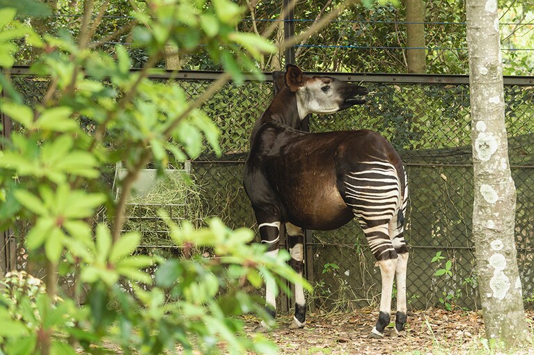 世界三大珍獣の一種・オカピ。「森の貴婦人」と呼ばれています。お尻から足にかけての模様が美しい。
