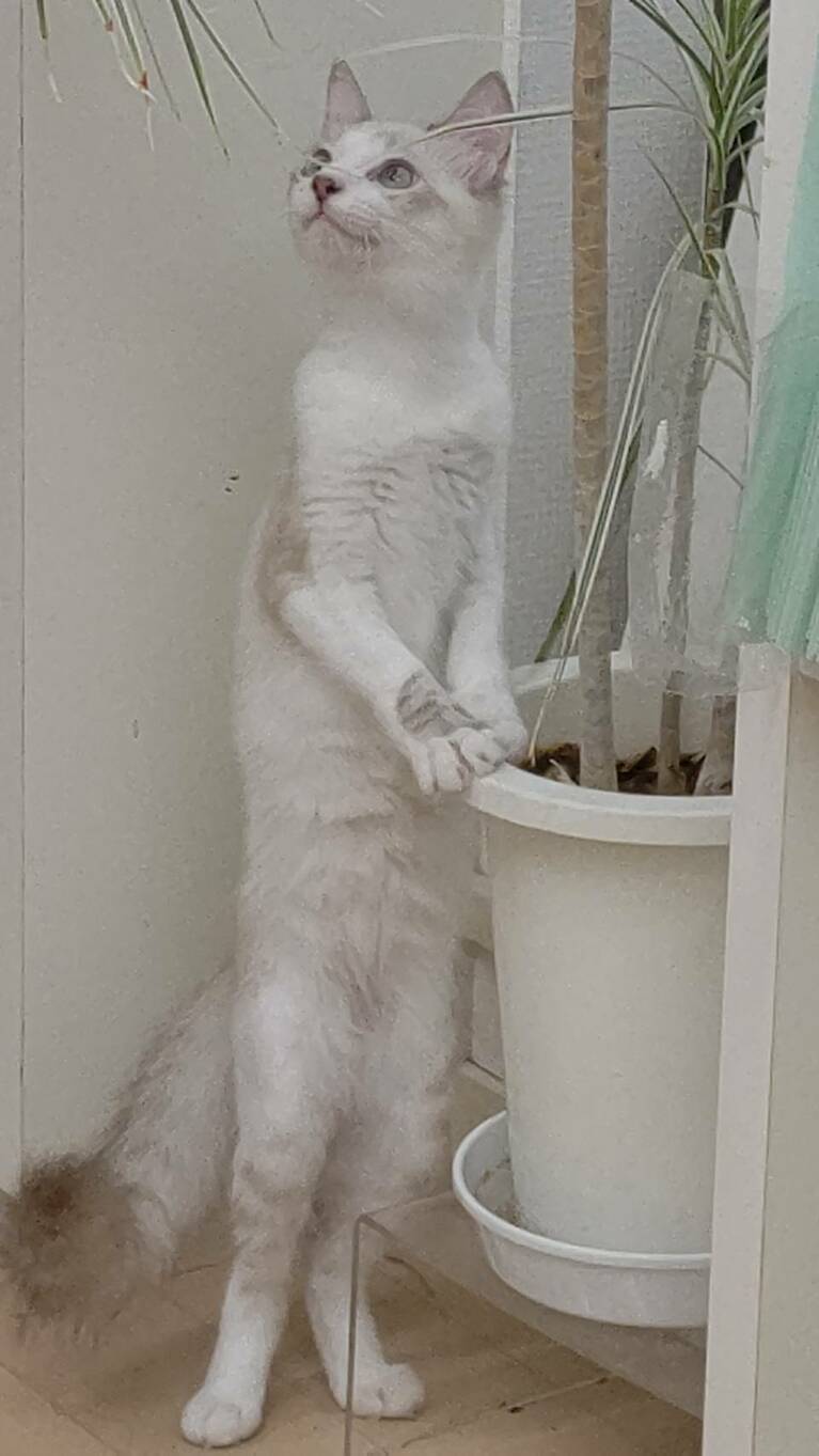 ララ ♀ 3歳。ララちゃんは美人猫なのに何故か変顔や変な動きをします。この写真は数年前に父が撮りましたが、植物が気になったようで、気づけば変な立ち姿でした。（はるかさん）