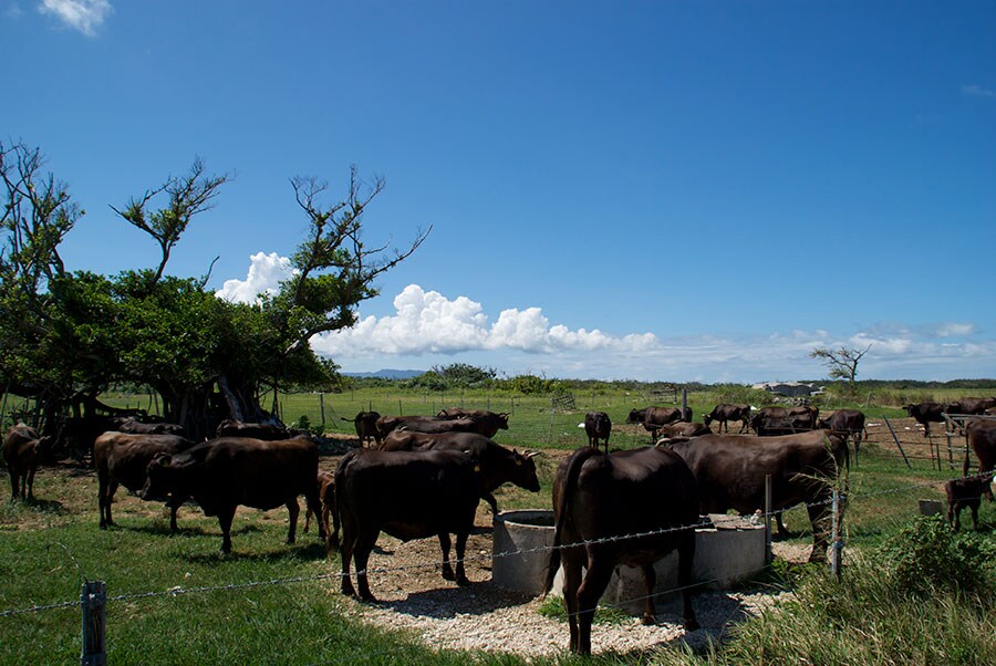 島民の約15倍も牛が多い、“牛の島”。奇数月に仔牛のセリがあります。©︎竹富町観光協会