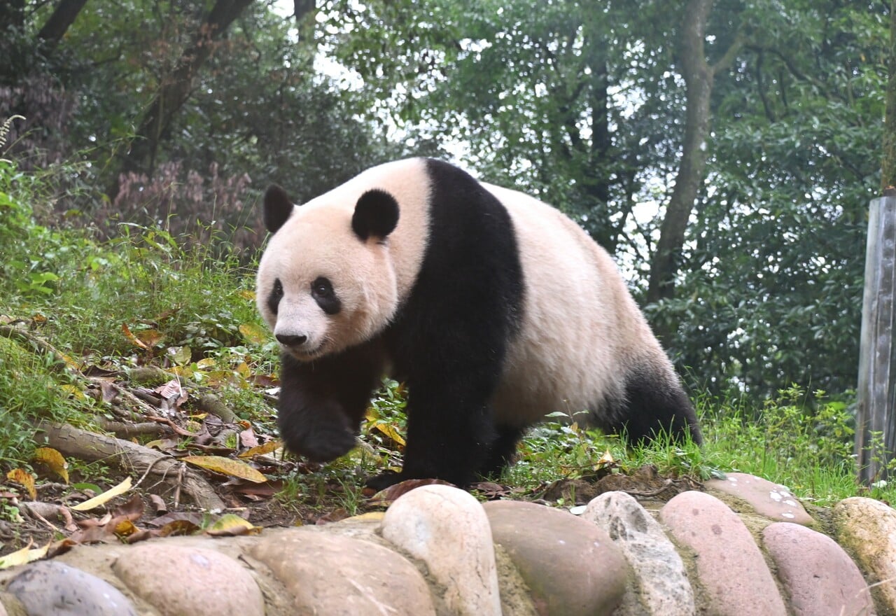 上野動物園で生まれ、中国・四川省の中国ジャイアントパンダ保護研究センター雅安碧峰峡基地で暮らすシャンシャン（2023年10月11日、筆者撮影）