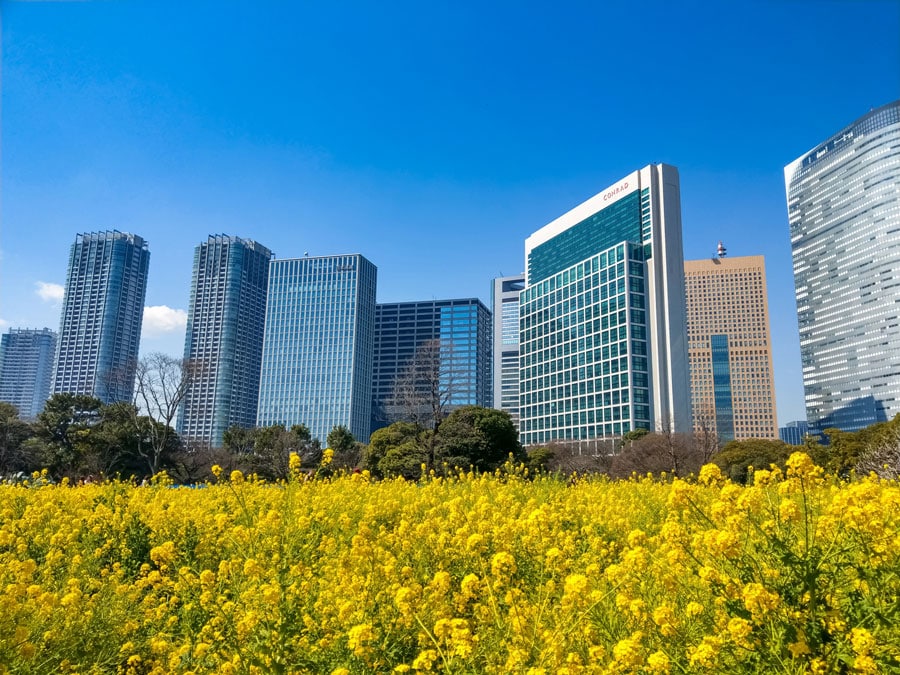 浜離宮恩賜庭園の菜の花畑／東京都