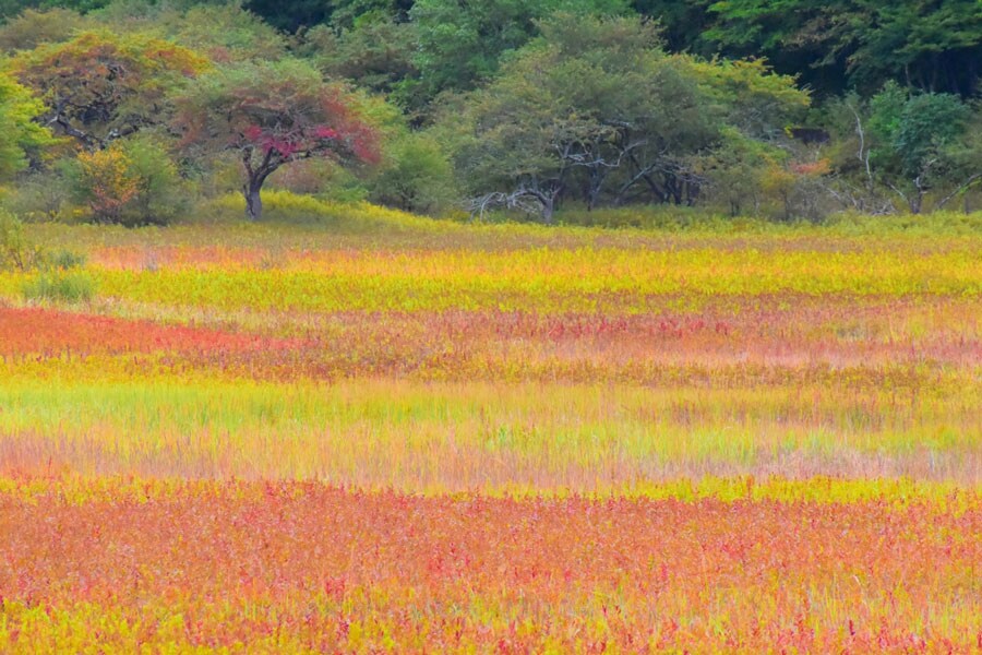 【栃木県】小田代原の紅葉。