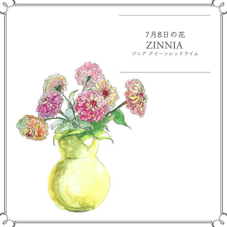 7月8日の花「ジニア クイーンレッドライム」