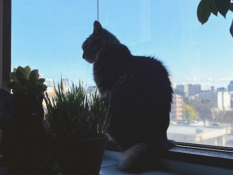 （3）逆光のときはフォルムを優先！