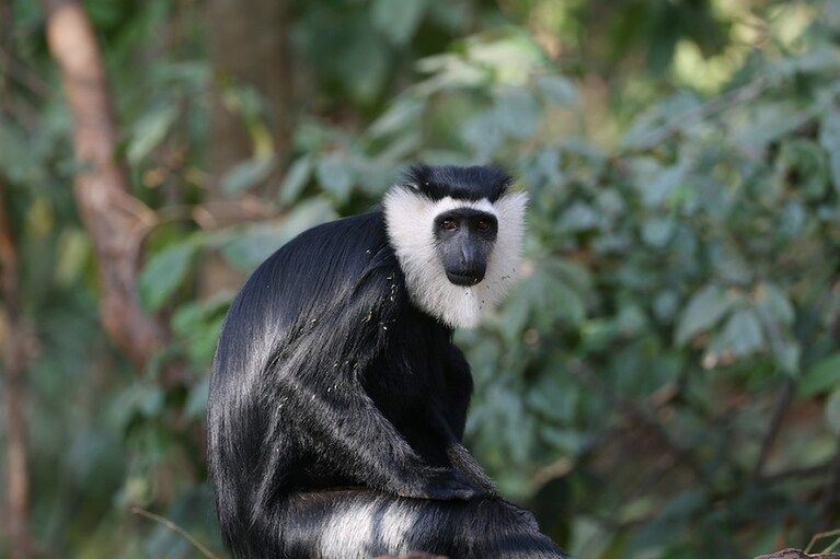 コートジボワールの原生雨林タノエ・エヒに生息する絶滅危惧種モモジロコロブス。©Rolex／Torbjoern Lundqvist
