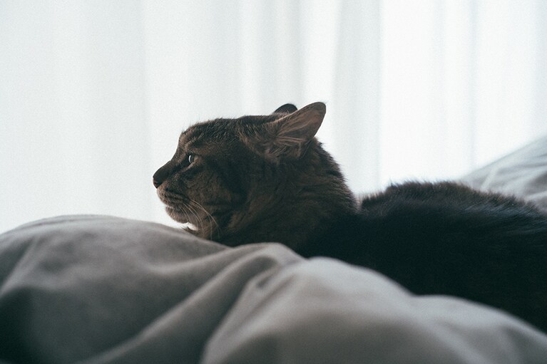 寝起きの横顔を、シルエットで。