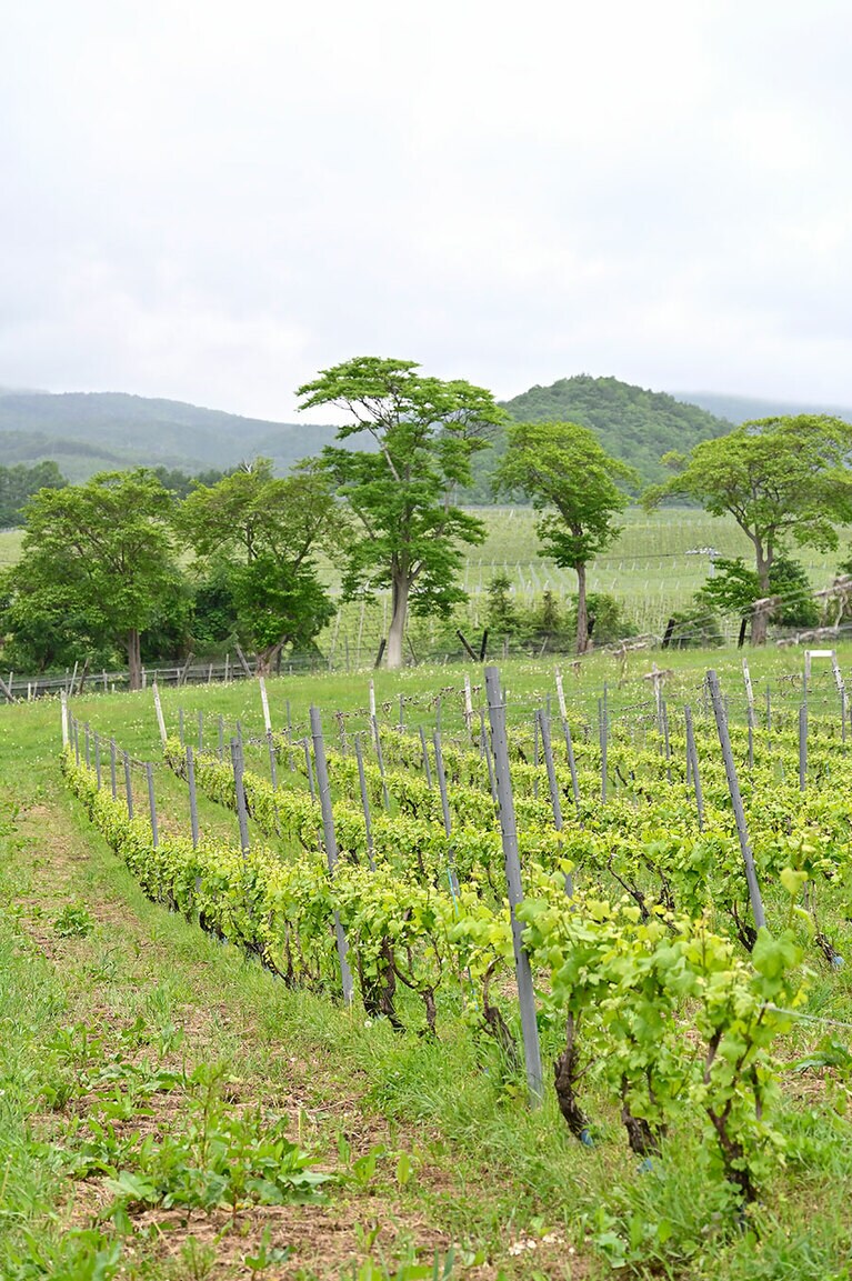 【Domaine Takahiko】ブドウ畑。