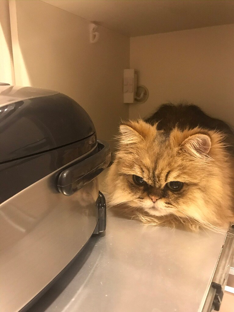 ハチ ♂ 5歳。我が家の最新家電!?