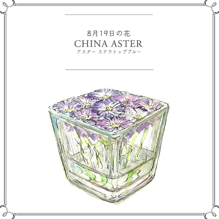 8月19日の花「アスター ステラトップブルー」