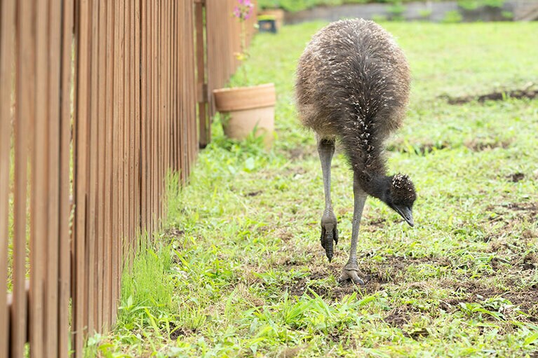エミュー。