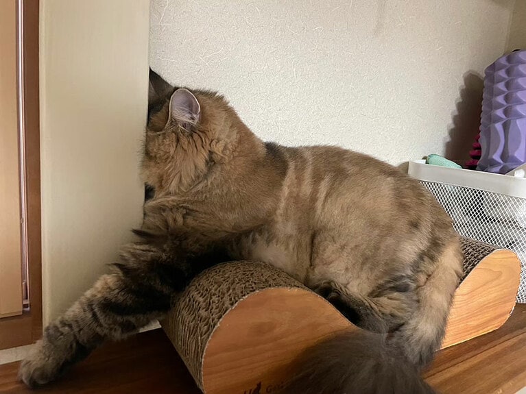 あずき ♀ 3歳。ただでさえ低めのお鼻なのに……あぁ……そんな寝方したら更に潰れちゃう……。