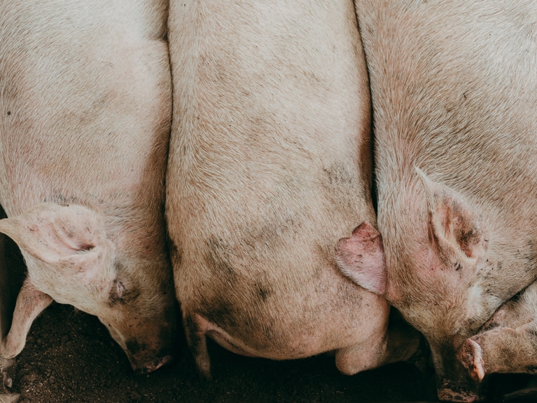 泥だらけのきれい好き。寄り添って寝る「走る豚」たち。2024年11月27日