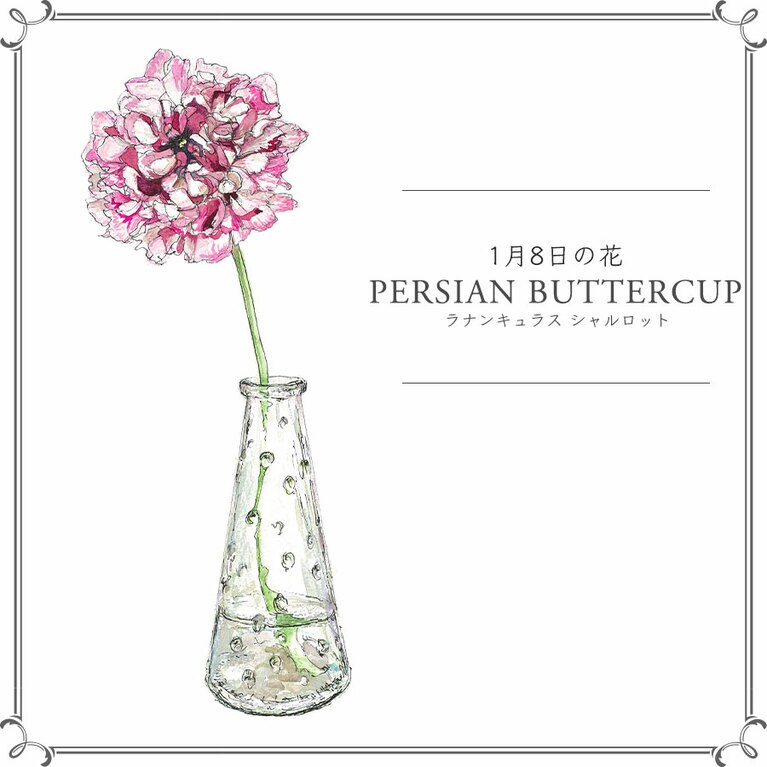 1月8日の花「ラナンキュラス シャルロット」