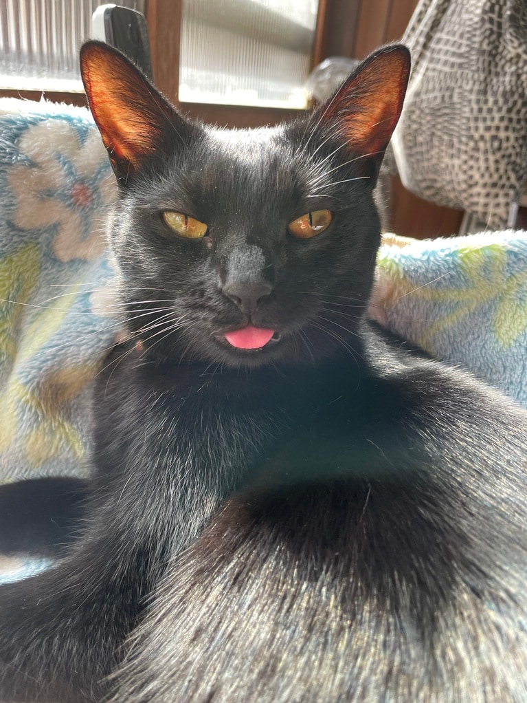 ルーチェ ♀ 5歳。ルーチェは気が強くて好奇心旺盛な黒猫ちゃんです。体重が1.2倍ほどあるお兄ちゃんにも喧嘩をふっかけるほどの気の強さです。そのせいで猫達の仲はあまり良くないのですが、それでもたまに一緒にいる奇跡がおこります。そんな奇跡が当たり前になってくれたらいいのですが、いつまで経っても自分が一番でないと納得しない気位の高いお姫様なのでなかなか難しいです。そんな高貴な猫様なのに舌をしまい忘れてずっと舌を出していることがたまにあります。お茶目で元気なうちの末っ子は私にしか懐いていないのでもう少し人に慣れてくれたらいいと思っています（アルさん）