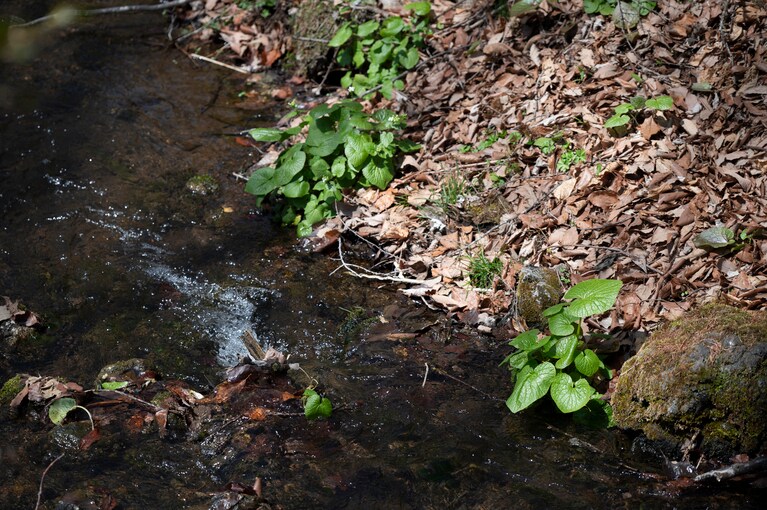 kaveriの脇には小川が流れている。大きな緑の葉は自生のわさびだそう。