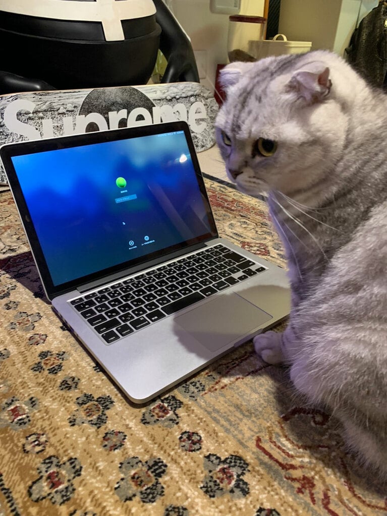 うちのこベストショット③「ホワイトハッカー」