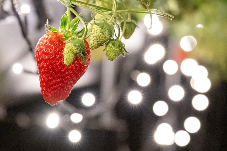 なるほど、熟したいちごはヘタが反り返って種まで赤い。