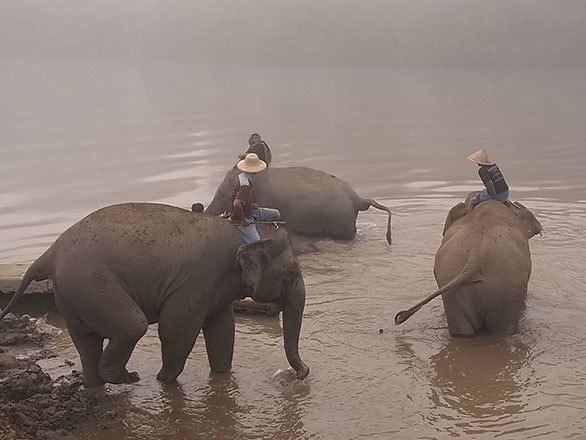 タイ ゴールデントライアングルでは 象使いのにわか修業に参加できる トラベルライターの旅のデジカメ虫干しノート