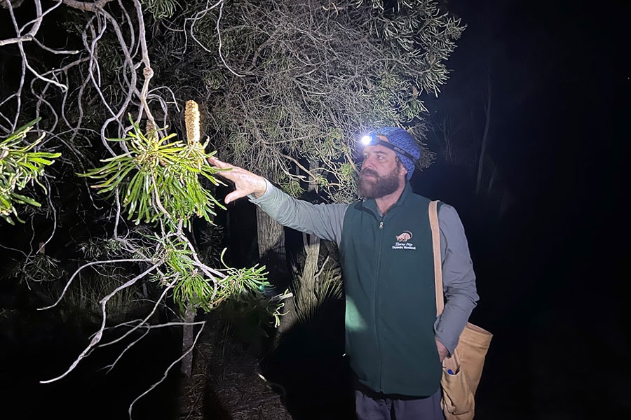 知識豊富なネイチャーガイドが、夜の闇にまぎれた珍しい動物や植物を次々に紹介してくれます。