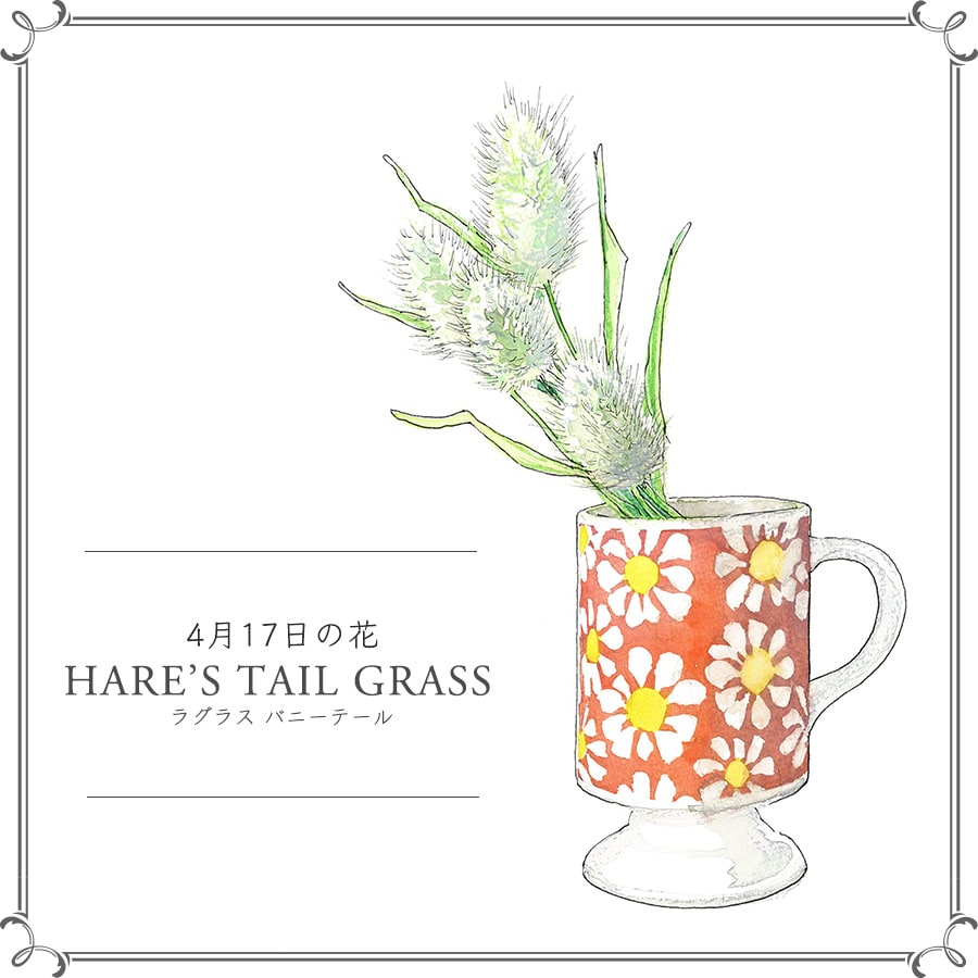 4月17日の花「ラグラス バニーテール」