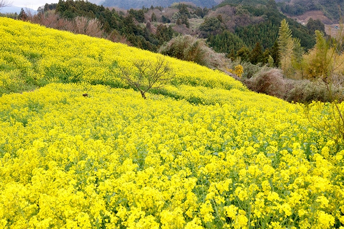 伊予市犬寄峠と菜の花。写真：アフロ