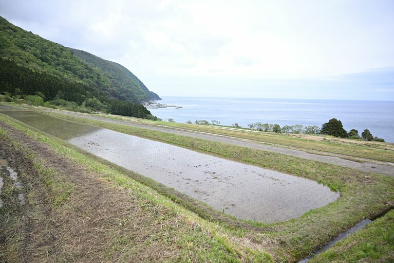 歌見の棚田からは日本海が一望できる。畑の食材と豚肉で豚汁が完成する豚汁専用畑も作られているのだとか。
