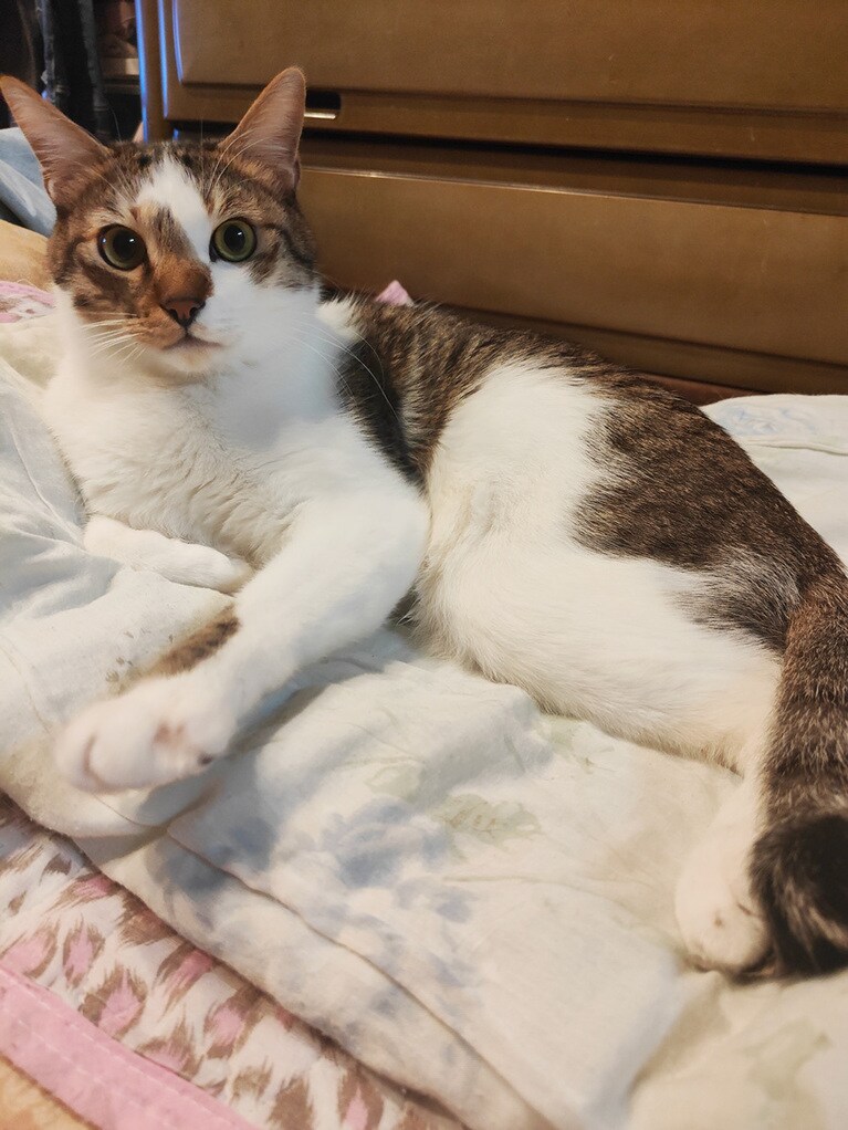 にゃたろう ♂ 3歳。普段はカメラ目線等しないのに、なぜかカメラに興味津々(笑)。