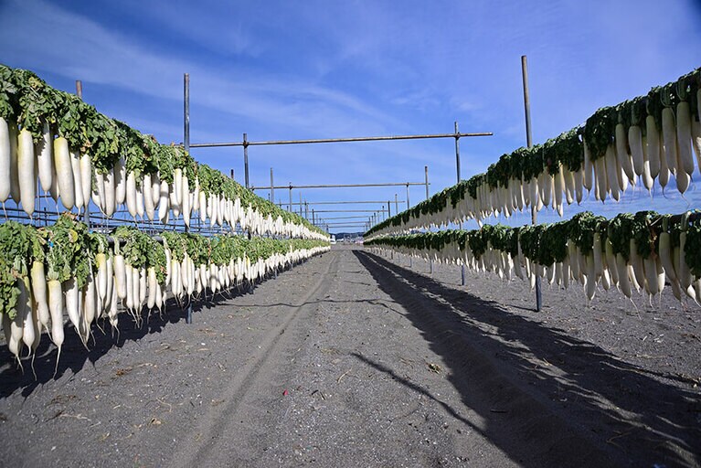 三浦海岸大根干し。