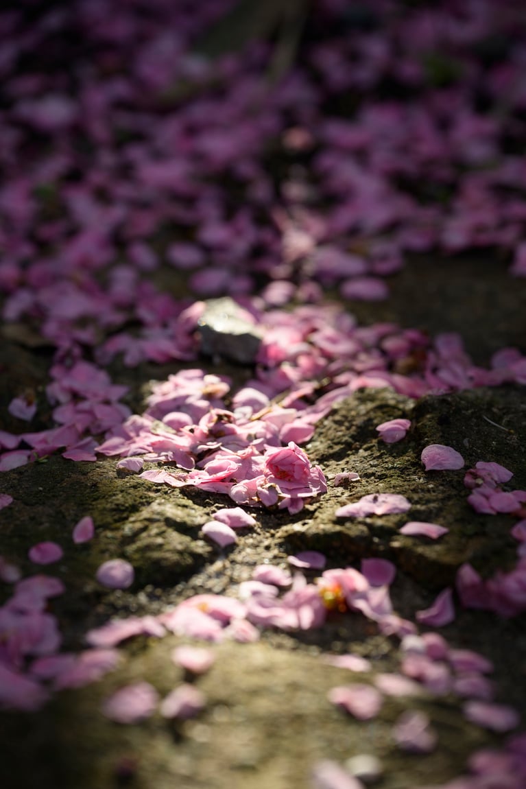 《早春の絶景散歩》紅白の梅の先には瀬戸内海、園内には古墳も！西日本随一の梅の名所「綾部山梅林」へ【兵庫県】