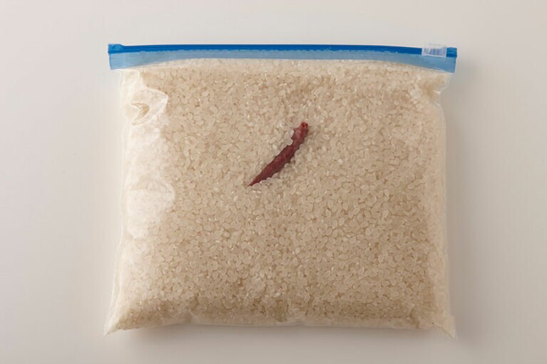 22度から虫が発生すると言われています。