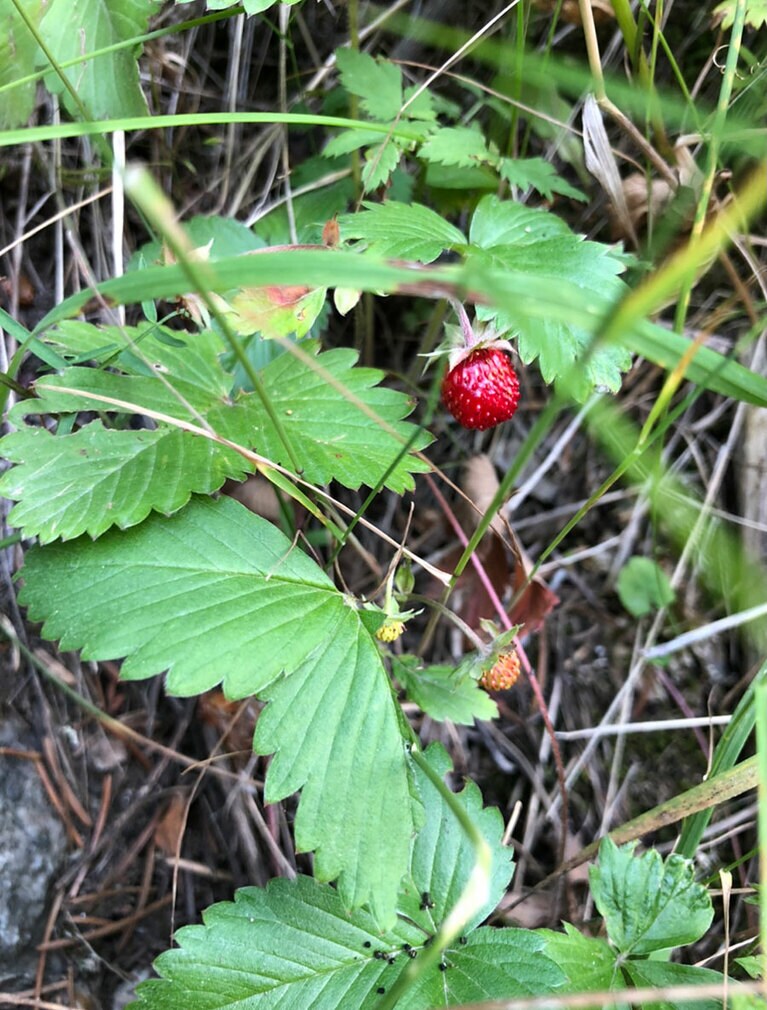 山の中では野イチゴをたくさん食べました。