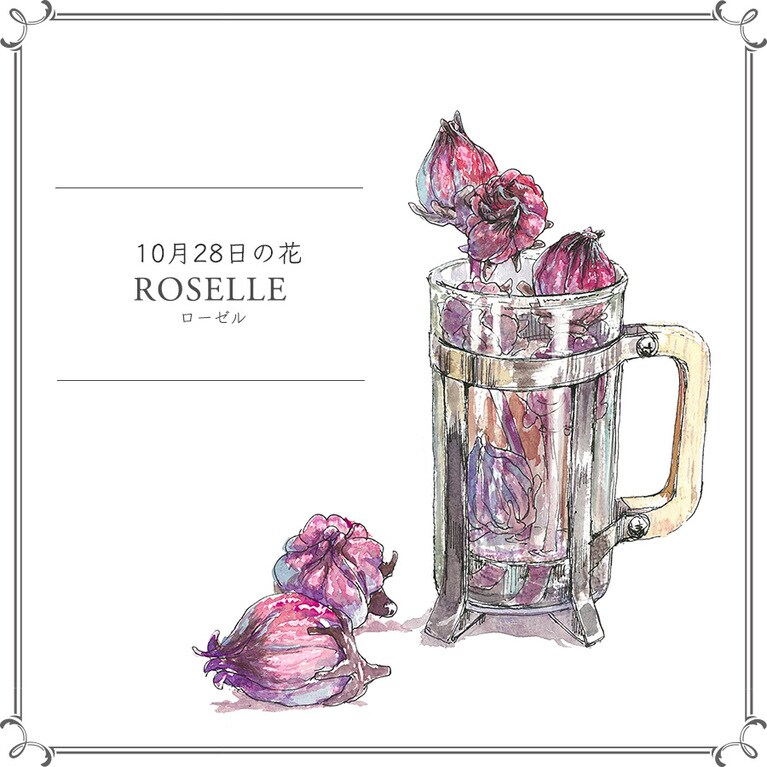 10月28日の花「ローゼル」
