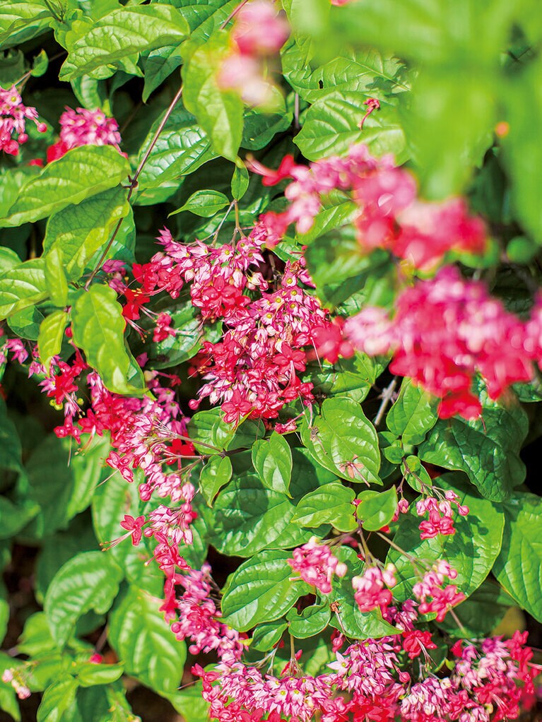 約5000種類の植物が植えられている。