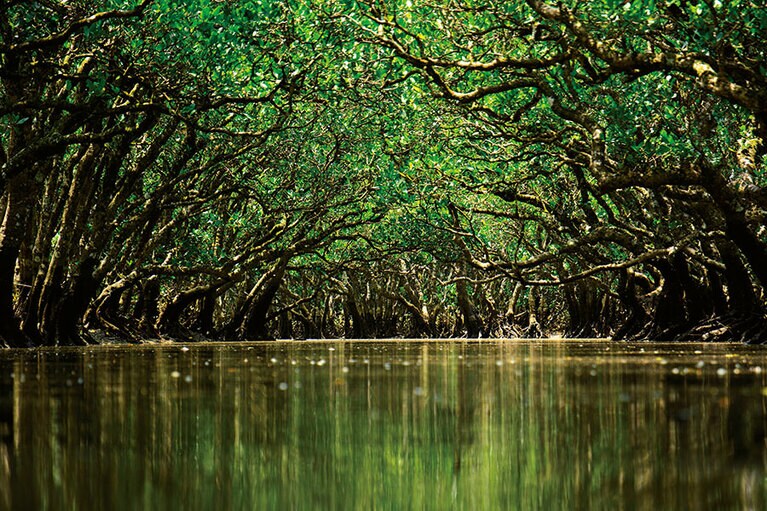 【奄美大島】清浄な空気に満たされたマングローブ原生林。