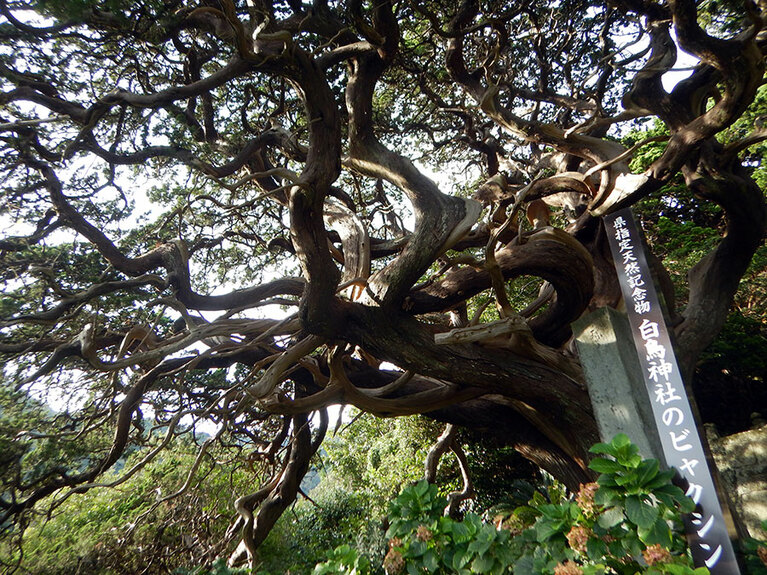 自由奔放に枝を伸ばしたビャクシン。伊豆の海岸線でよく見かけるビャクシンとは迫力が違います!?