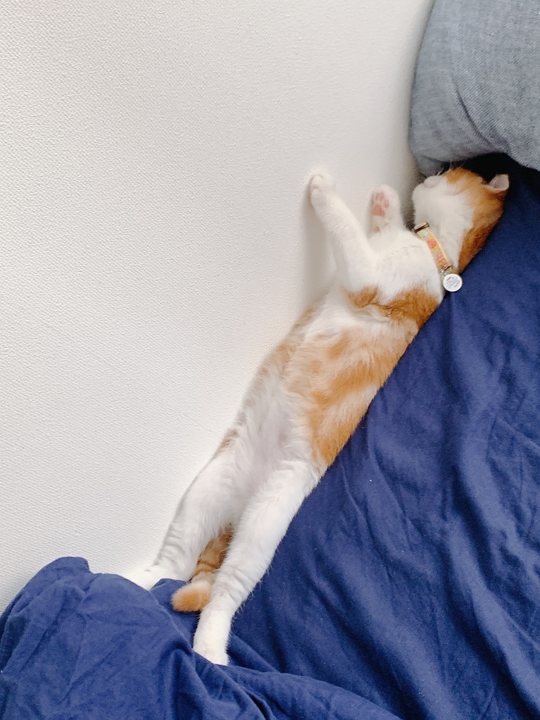 マサムネ ♂ 4歳。布団と壁の隙間に、人間みたいに寝ていました（purnamaさん）